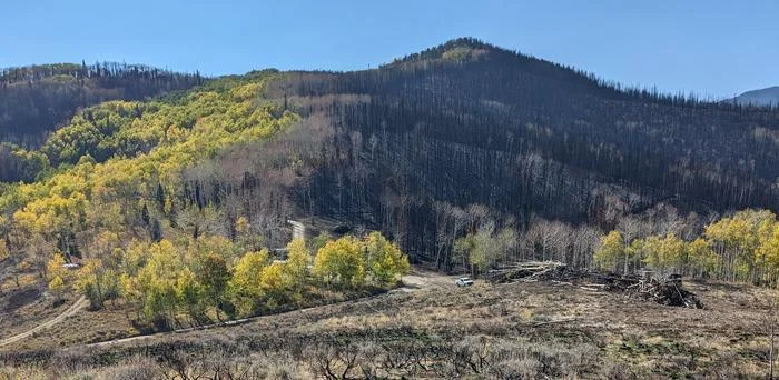 Álamos pueden actuar como cortafuegos naturales contra incendios forestales