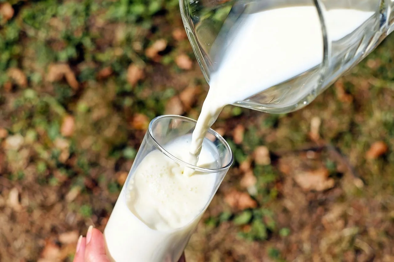 Día Mundial de la Leche: fecha, origen y actividades para celebrar este alimento esencial