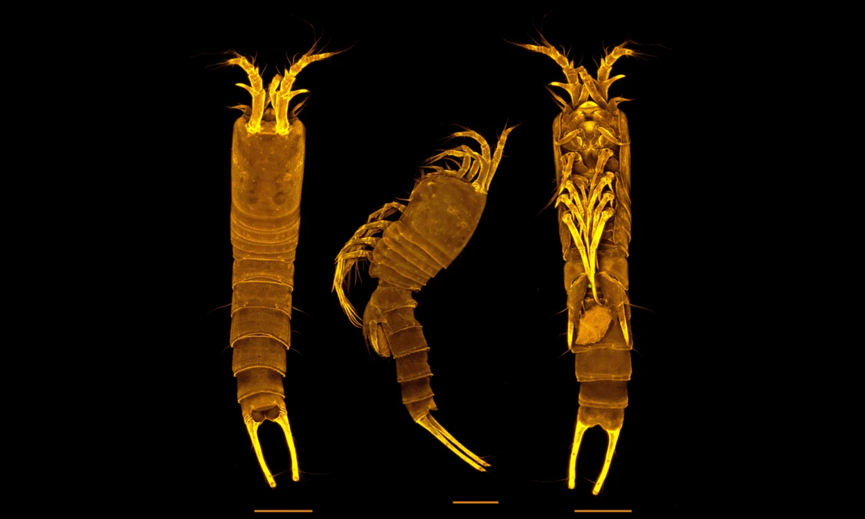 Primer registro de Tetragoniceps en Bermudas revela adaptaciones extremas en ambientes cavernícolas