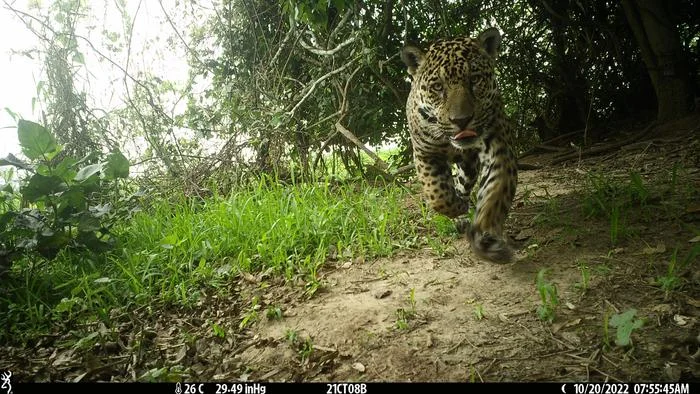 Investigación revela que jaguares migran hacia áreas afectadas por incendios forestales