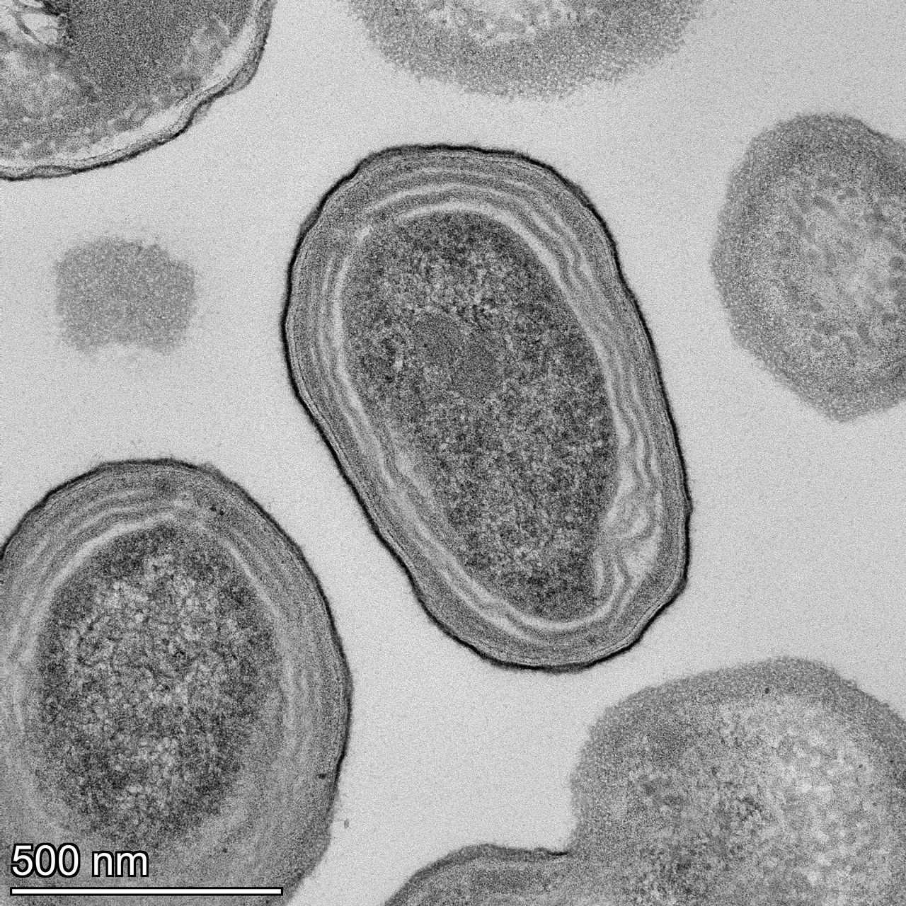 Prochlorococcus, el microbio que sustenta la vida oceánica, en riesgo por el aumento de la temperatura del mar