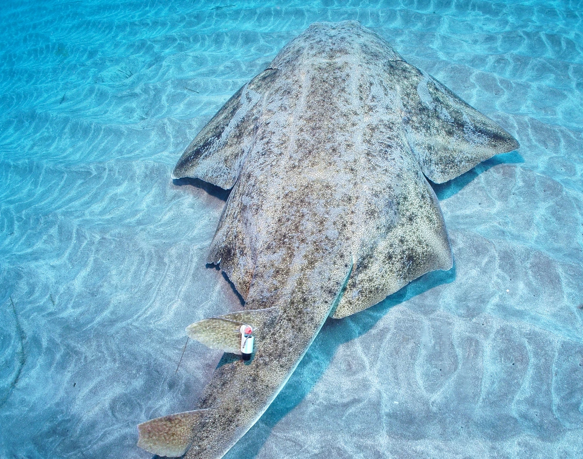 Hembras de tiburón ángel evitan el apareamiento cuando la temperatura del mar supera los 22.5°C