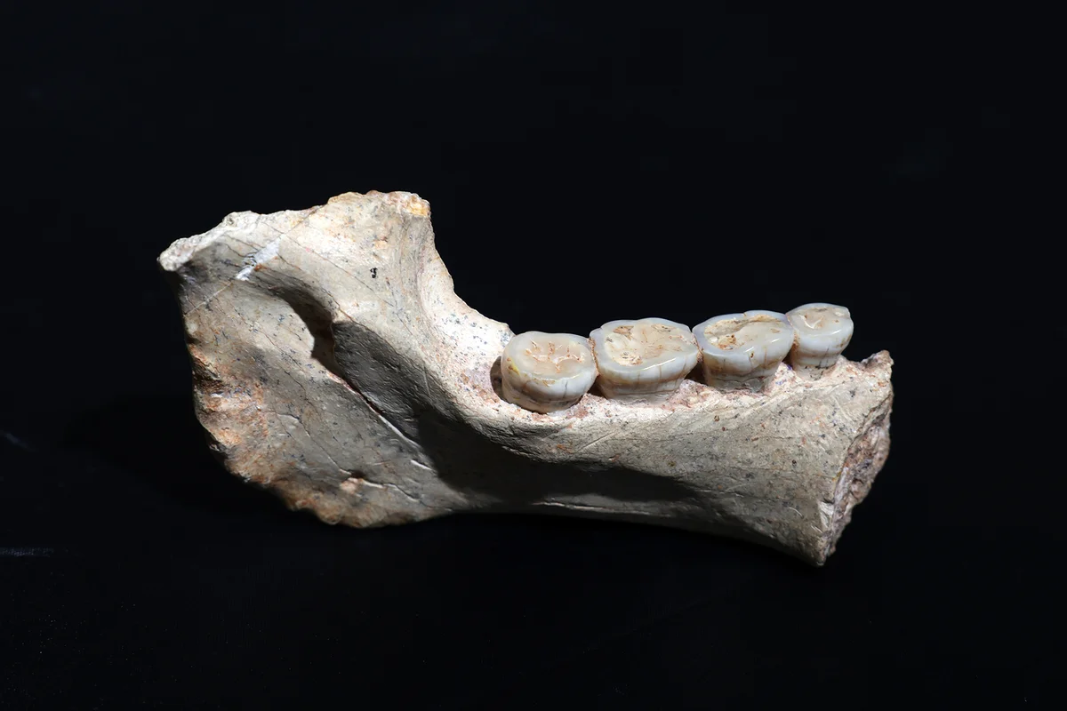 Fósiles de Marruecos muestran un linaje africano cercano al Homo sapiens
