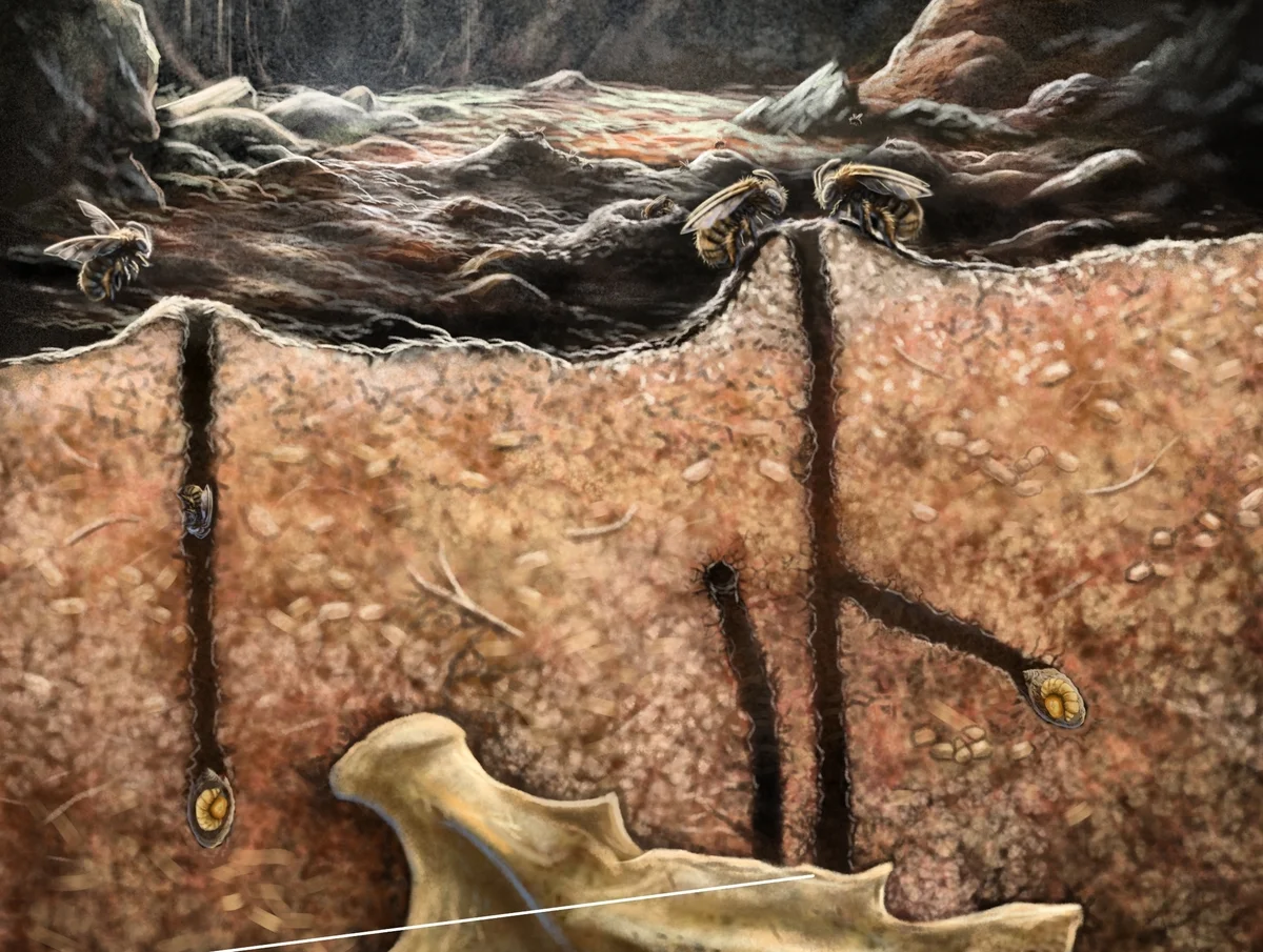 Descubren los primeros nidos fósiles de abejas construidos dentro de huesos antiguos