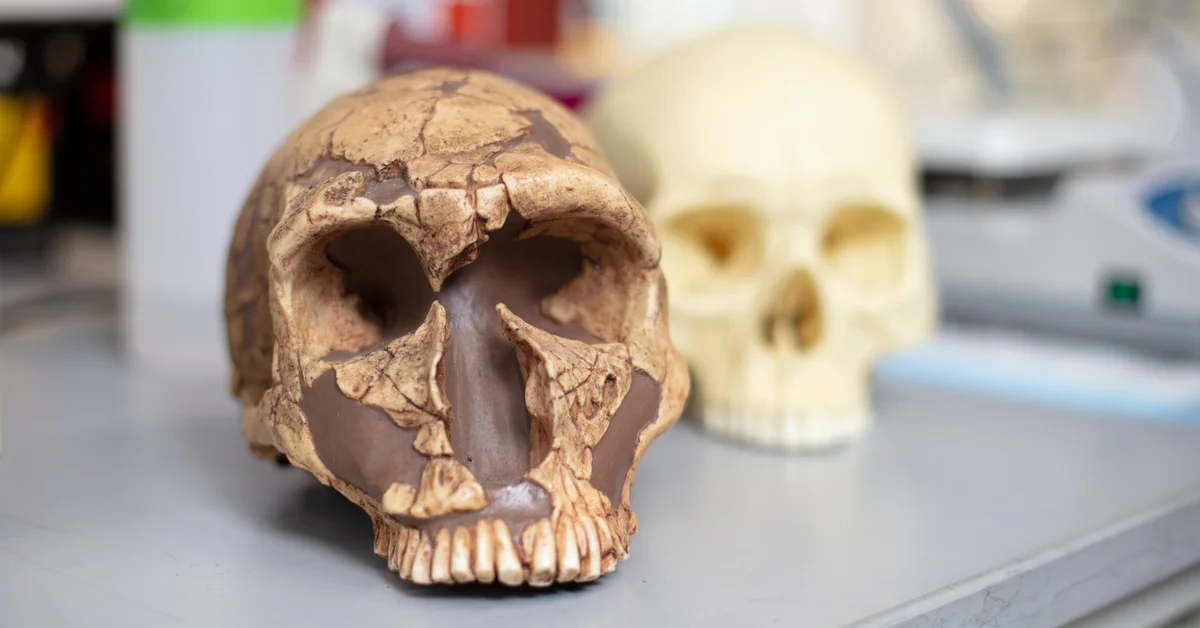 Una mutación genética protegió el cerebro humano del plomo y favoreció la aparición del lenguaje