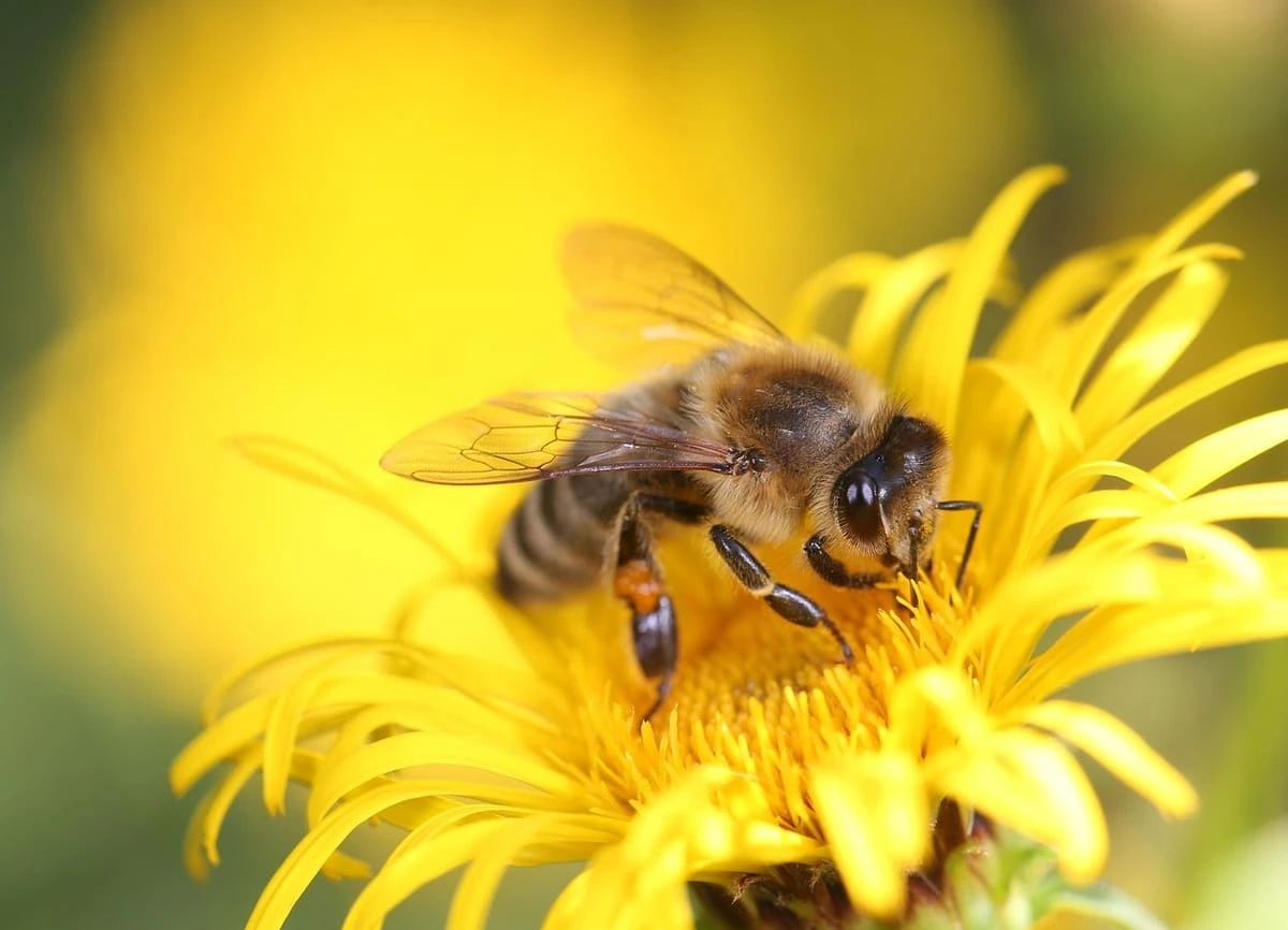 La sexta extinción avanza sin titulares: especies desaparecen más rápido de lo que se informa