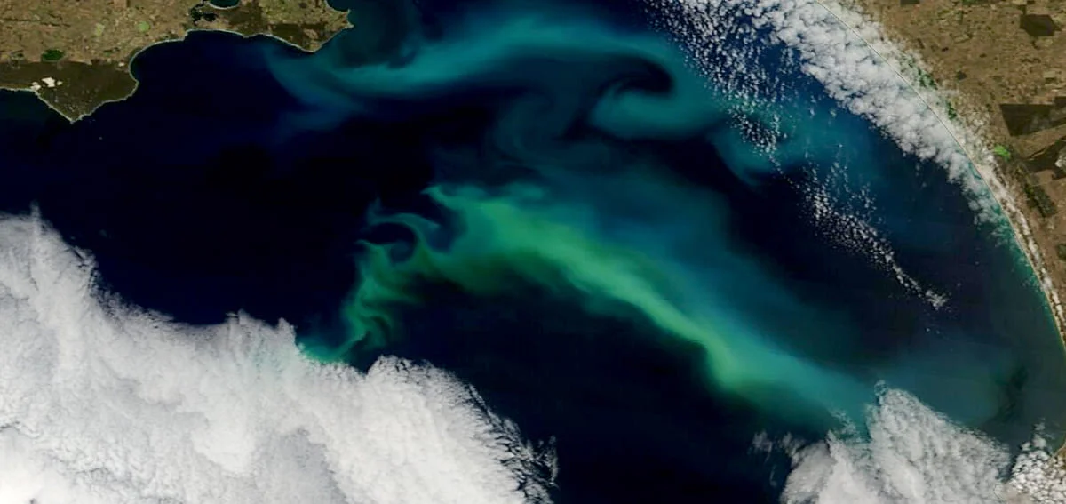 Esta es la gigantesca forma de vida marina detectada por la NASA desde el espacio en las aguas del sur de Australia