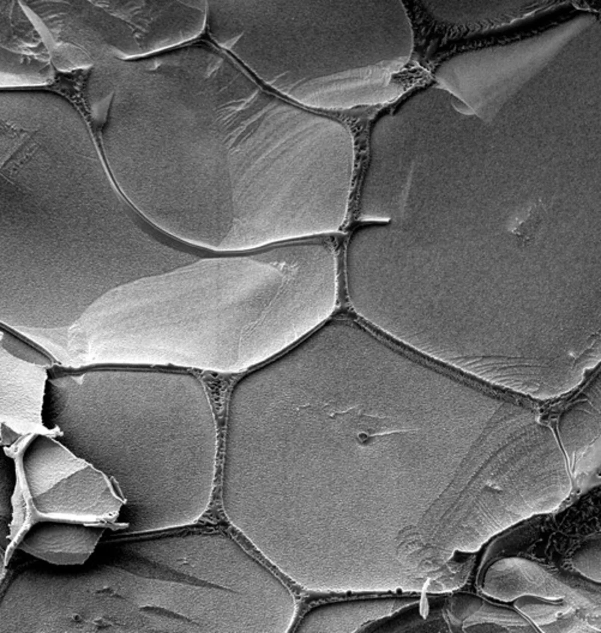 Descubren cómo el ARN pudo autorreplicarse en estanques helados hace miles de millones de años