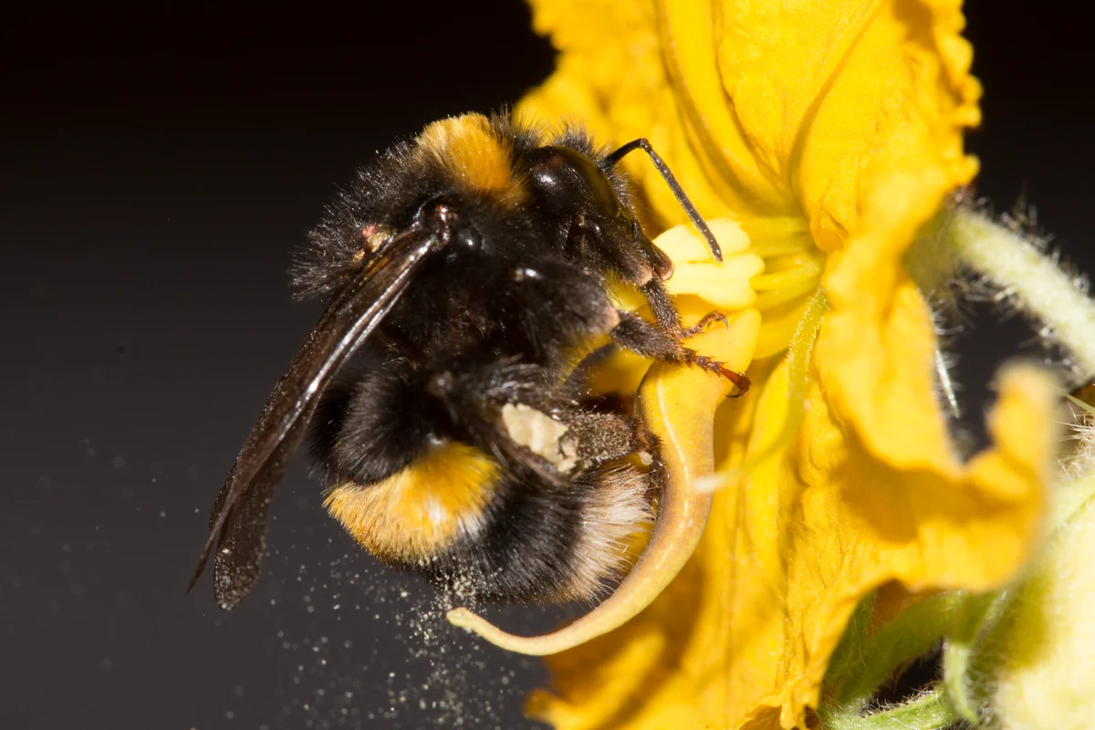 Cambios ambientales afectan la vibración de las abejas: riesgo para polinización y biodiversidad