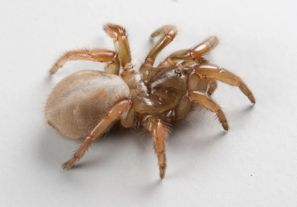 Descubren una nueva especie de araña de trampilla en las dunas costeras de California