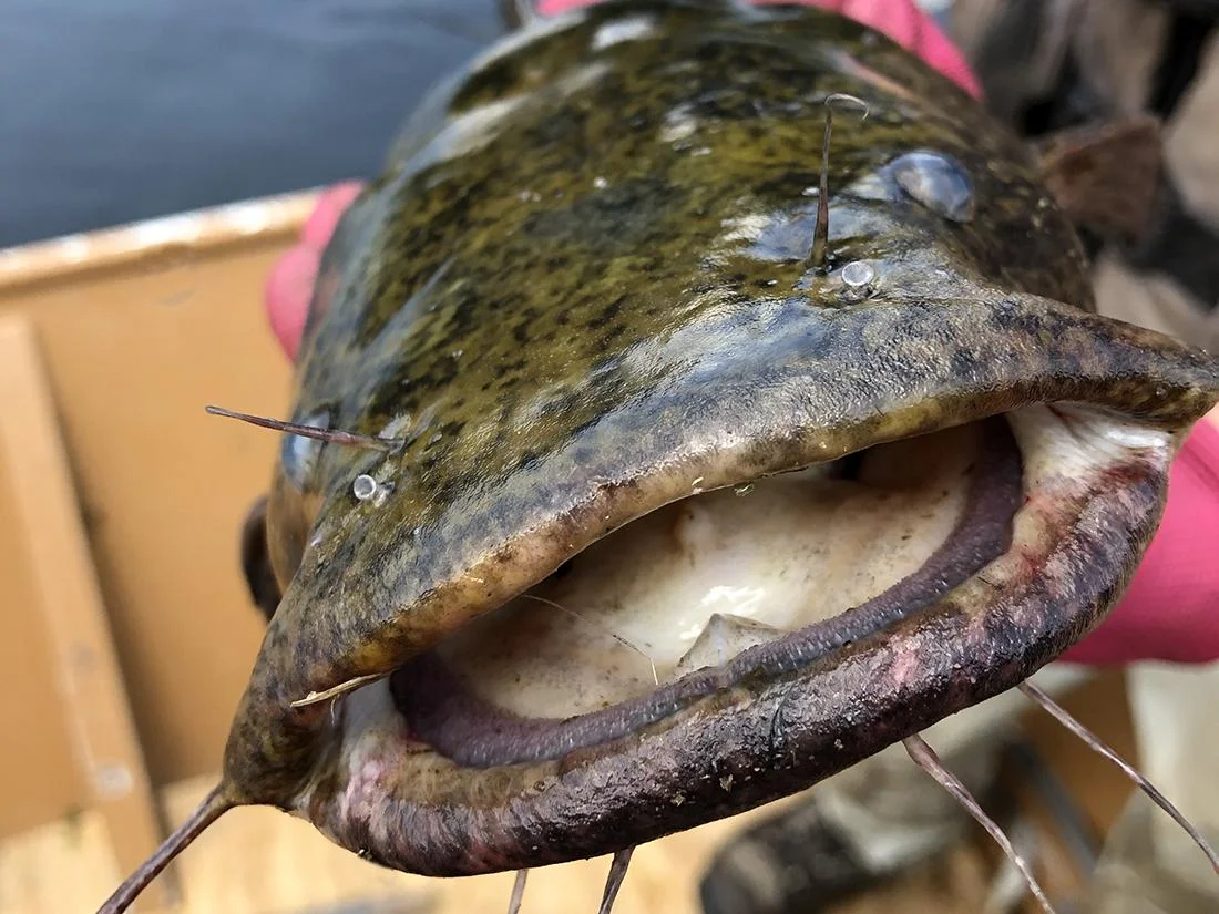 Estudio revela que el bagre de cabeza plana domina como depredador tope en el río Susquehanna