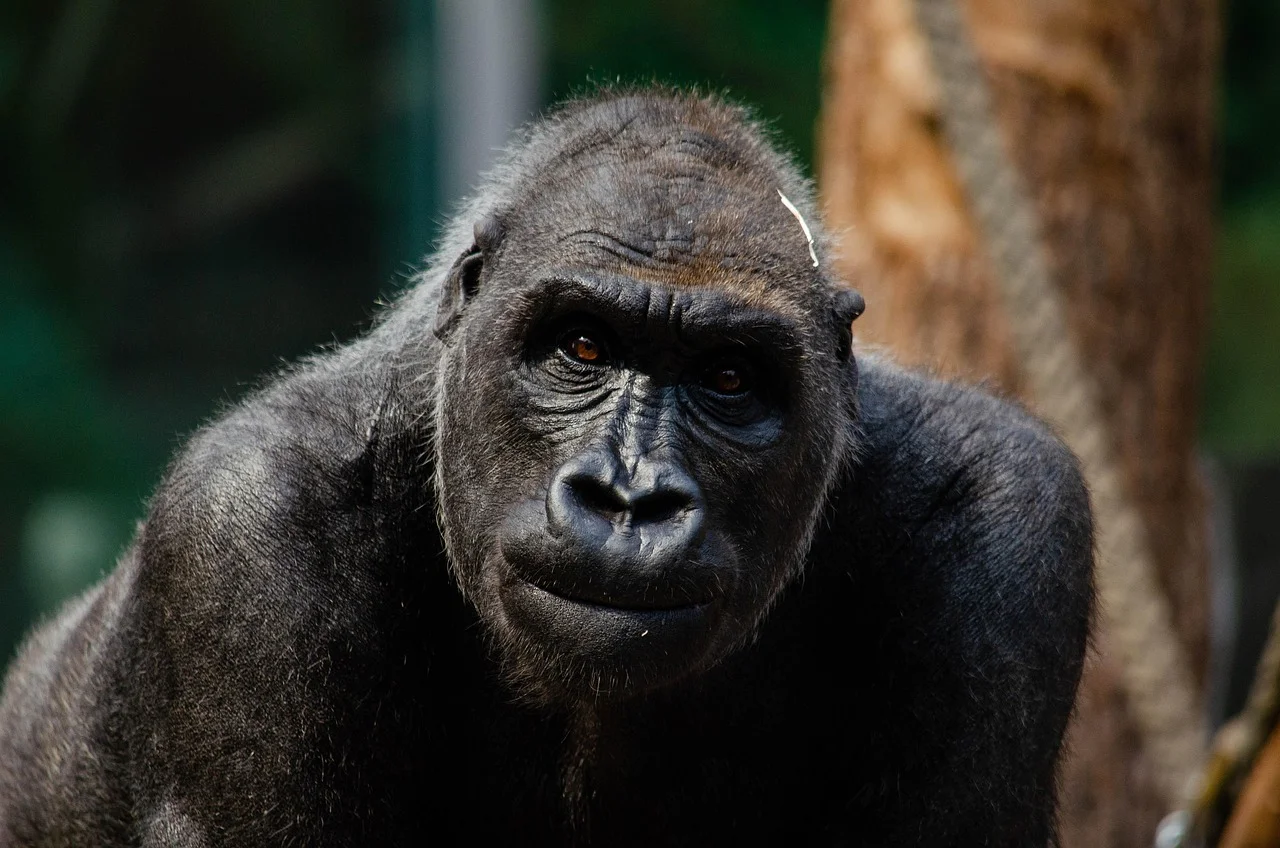 Día Mundial del Gorila: una fecha para recordar la importancia de proteger a estos primates en peligro