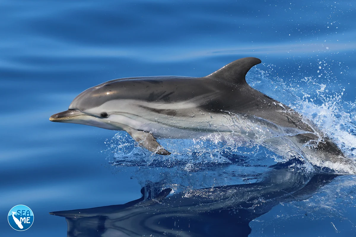 Descubren un refugio vital para ballenas y delfines en peligro de extinción en Cerdeña
