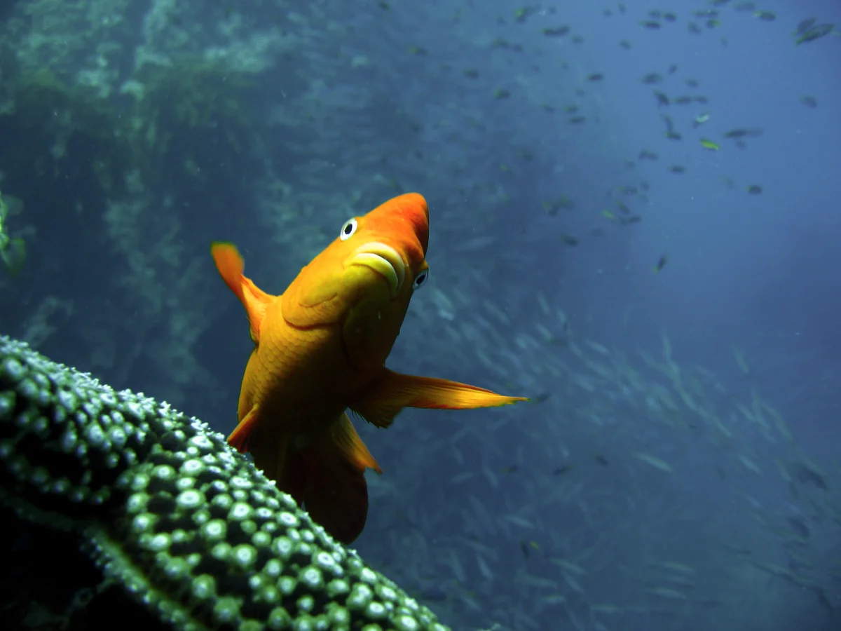 Flotar en el agua es más agotador para los peces de lo que imaginábamos