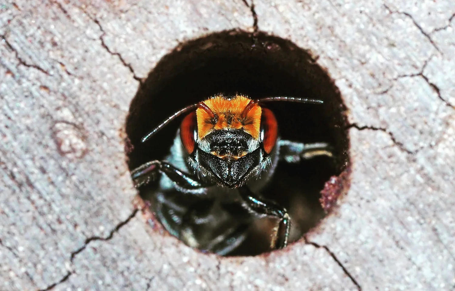 Abejas nativas australianas enfrentan riesgos por la invasión de abejas melíferas europeas