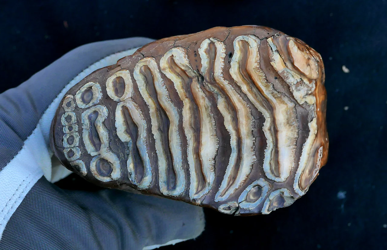 Científicos descubren microbios de hace más de un millón de años en dientes de mamut