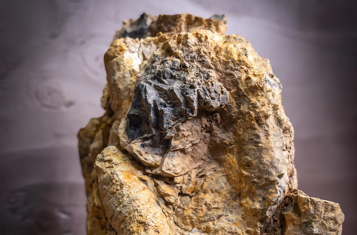 Millones de esponjas marinas antiguas explican la sorprendente riqueza de sílice en el complejo de Phosphoria