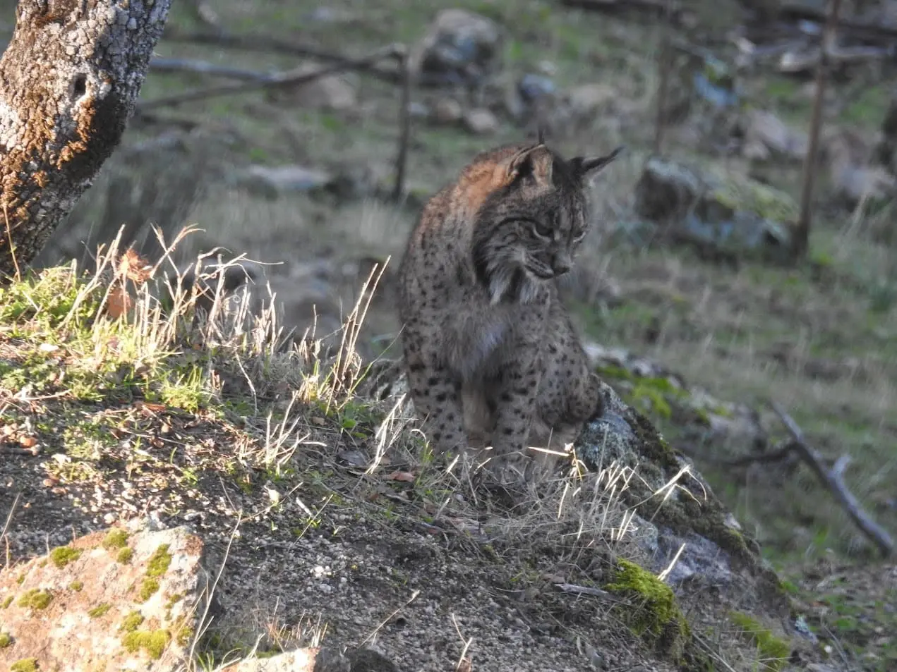Esfuerzos de conservación salvan especies mientras la biodiversidad sigue en crisis