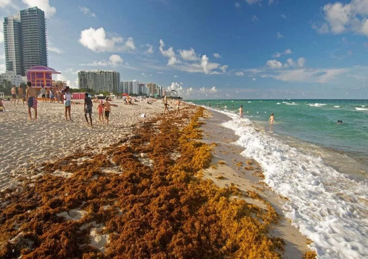 Récord histórico: 31 millones de toneladas de algas amenazan las playas de Florida y el Caribe este verano