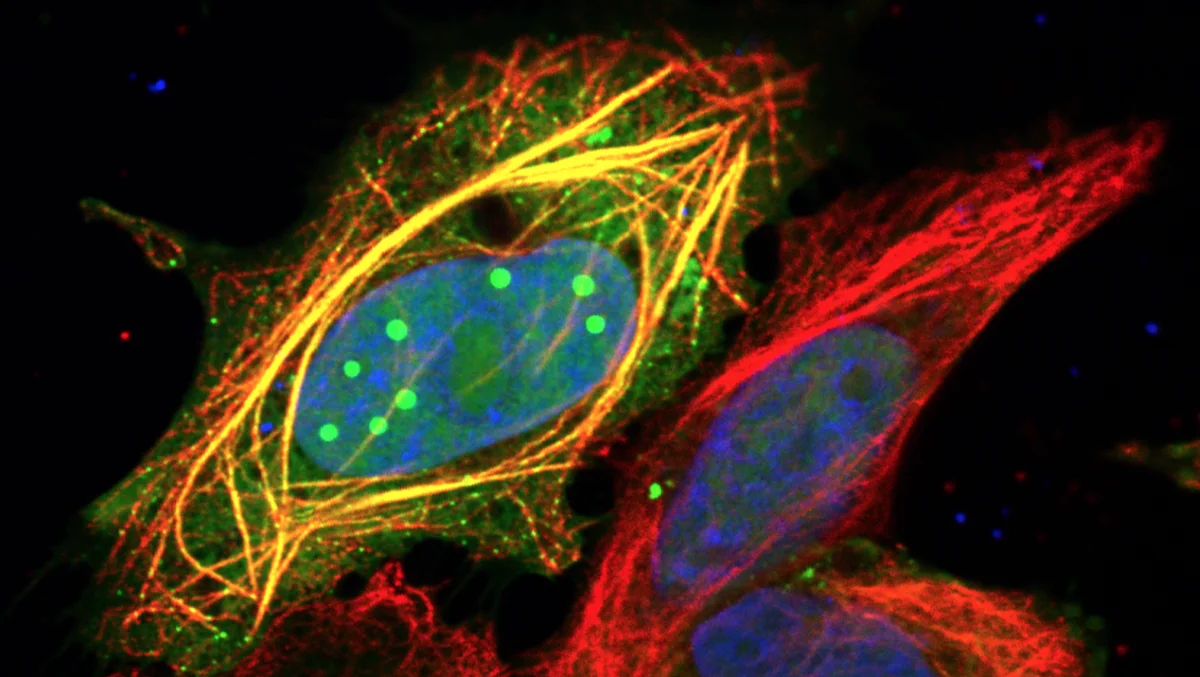 Científicos explican cómo los virus logran ser tan dañinos a pesar de su simplicidad