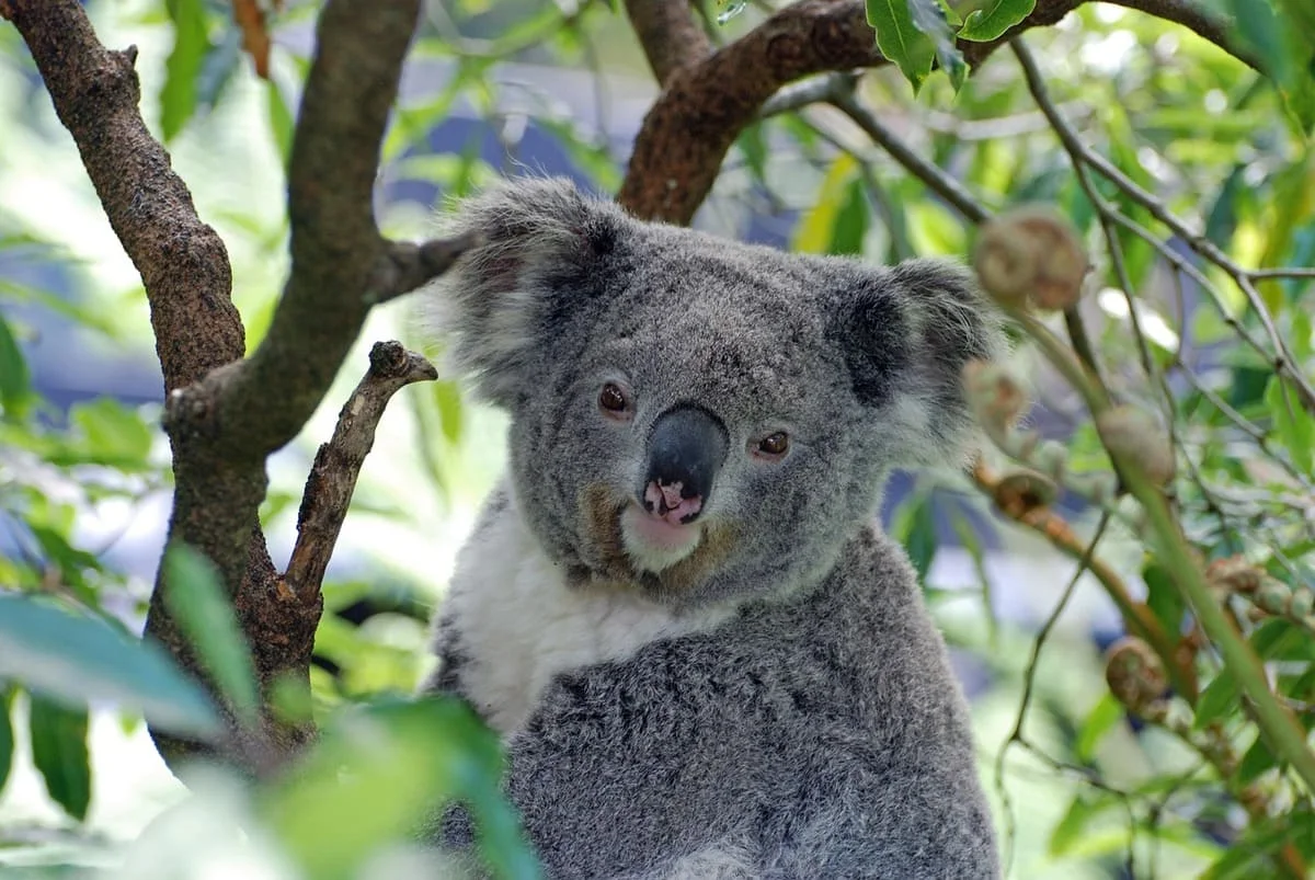 Estudio revela que especies únicas de Australia están desprotegidas en tierras privadas