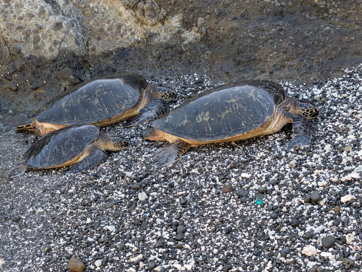 Tortugas verdes revelan contaminación plástica más allá de sus rutas migratorias