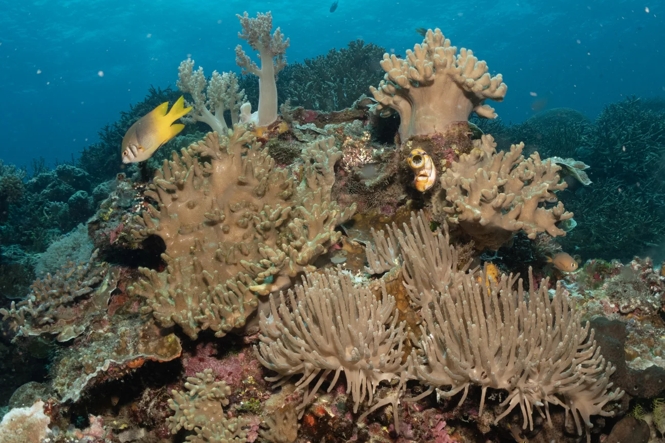 Corales blandos revelan vestigios de mares antiguos en los océanos actuales