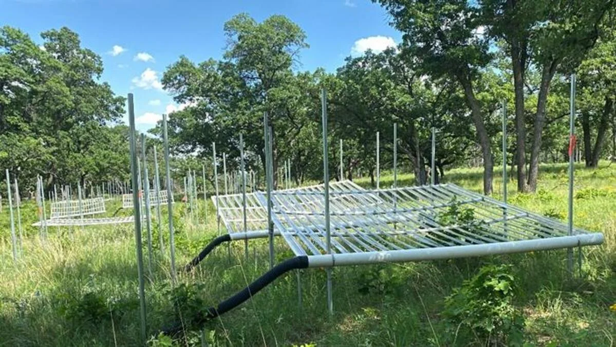 El fertilizante permite que los pastizales resistan la sequía y crezcan más fuertes