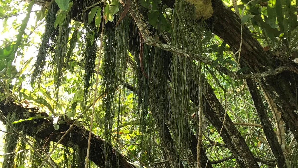La sequía reduce las raíces superficiales y obliga a los árboles tropicales a buscar agua a más de un metro de profundidad