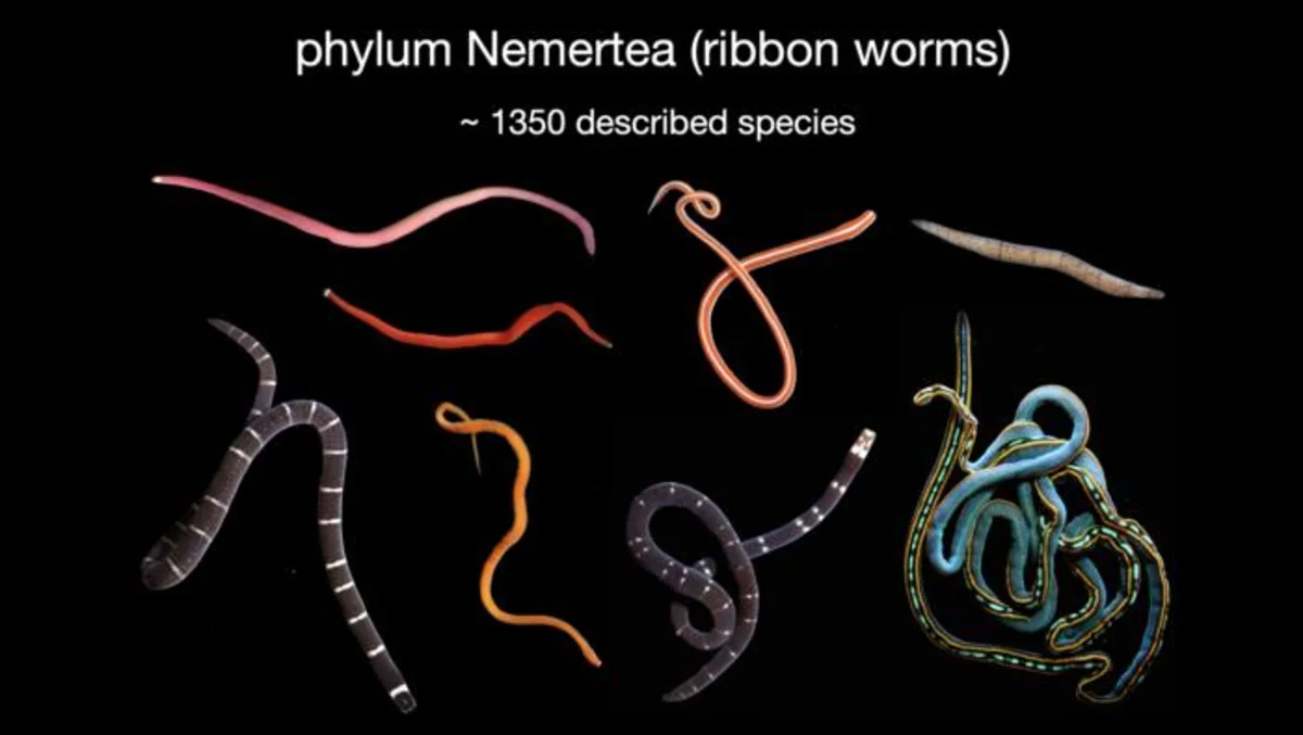 Omán revela un tesoro oculto de gusanos cinta: el 98% de las especies son nuevas para la ciencia