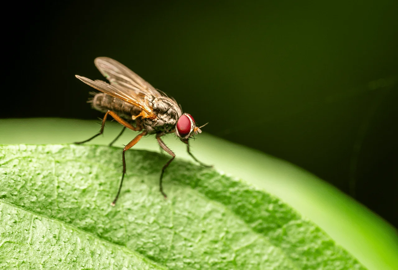 EE. UU. lanza millones de moscas en Panamá para detener una plaga mortal que amenaza a América