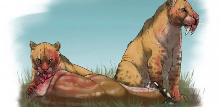 Estudio revela por qué se extinguieron los tigres dientes de sable hace millones de años