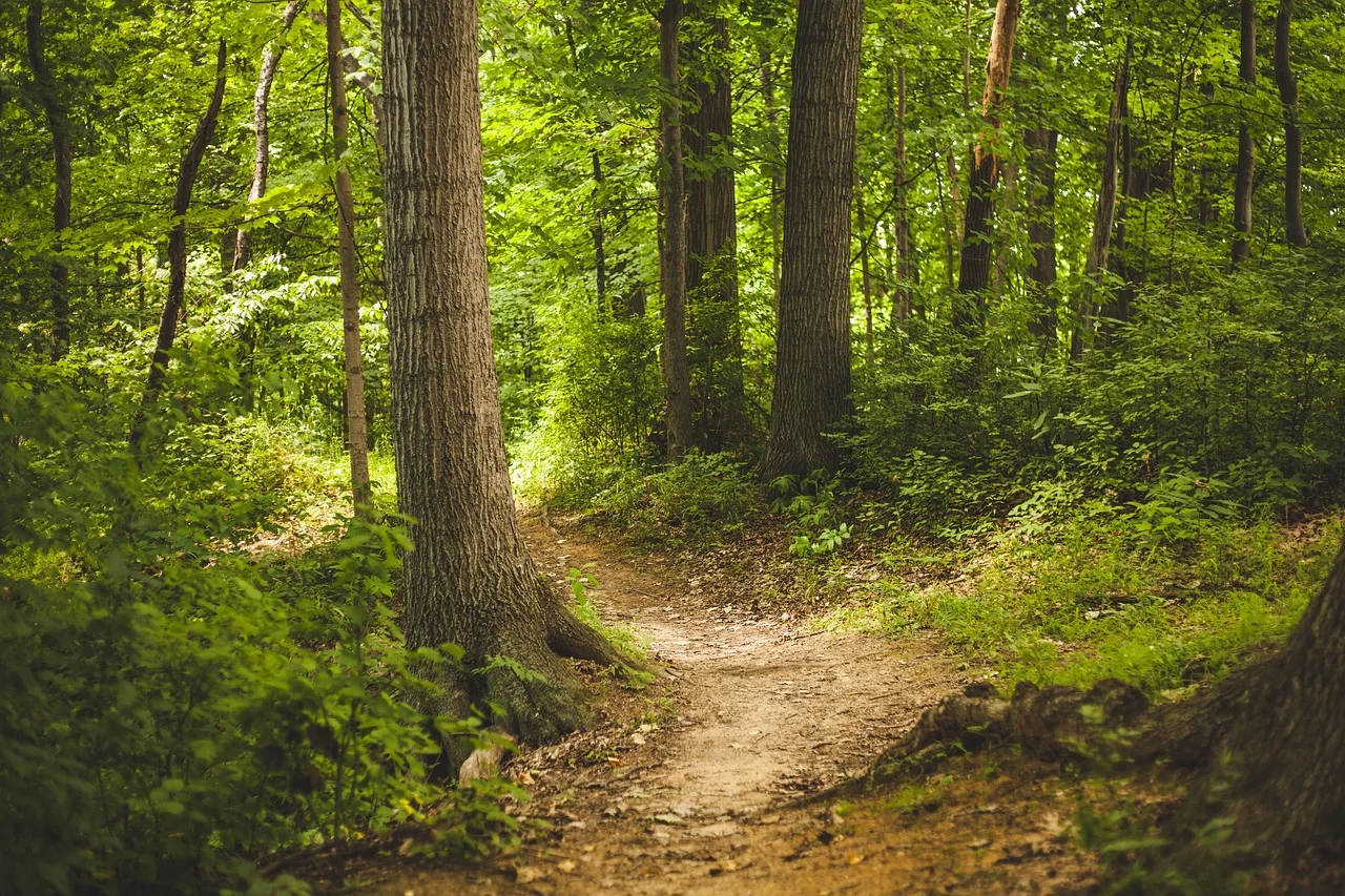El cambio climático avanza más rápido que los bosques y amenaza la salud de los ecosistemas forestales