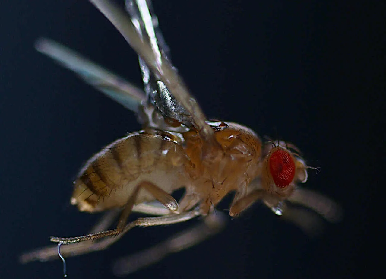 Un diminuto gusano parásito usa electricidad estática para cazar insectos voladores