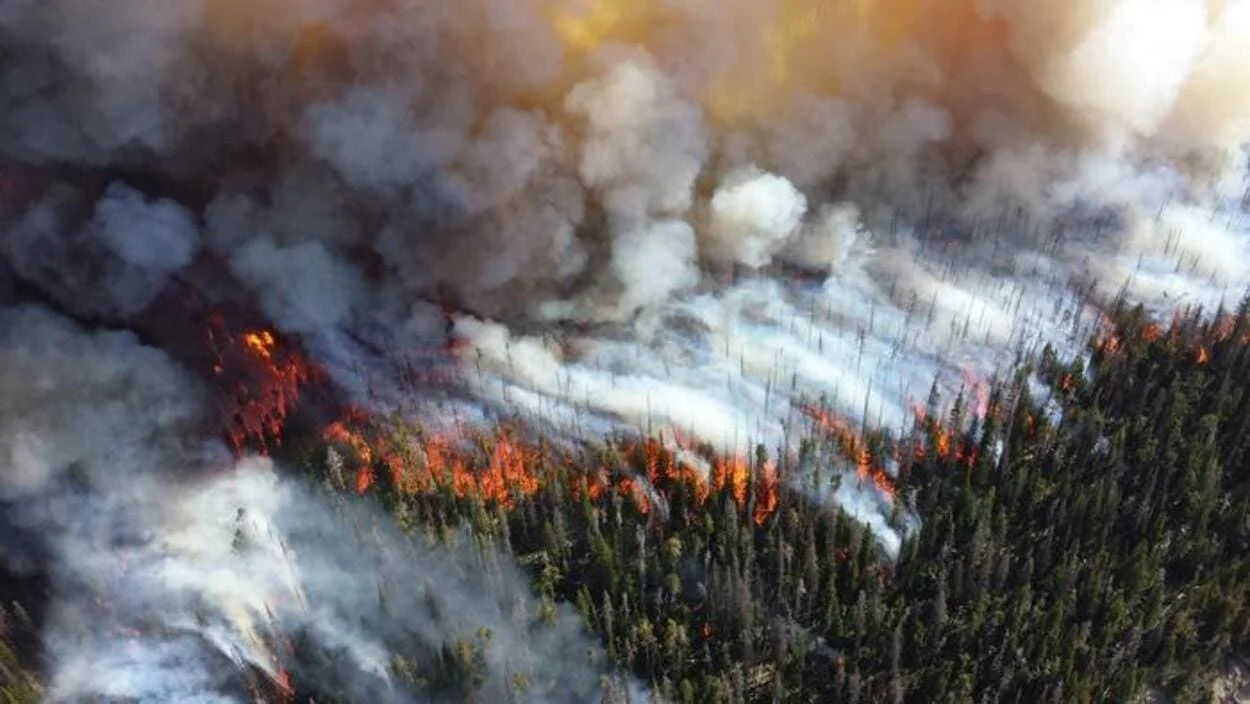 Estrategias de cortafuegos segmentan paisajes forestales y reducen riesgos de incendios en Alberta, Canadá