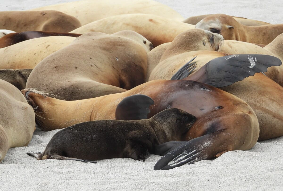 No todas las presas alimentan igual: el valor energético de los peces puede variar drásticamente incluso dentro de una misma especie
