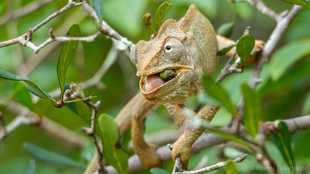 Descubren que tres especies de lagartos impulsan la biodiversidad vegetal en Madagascar