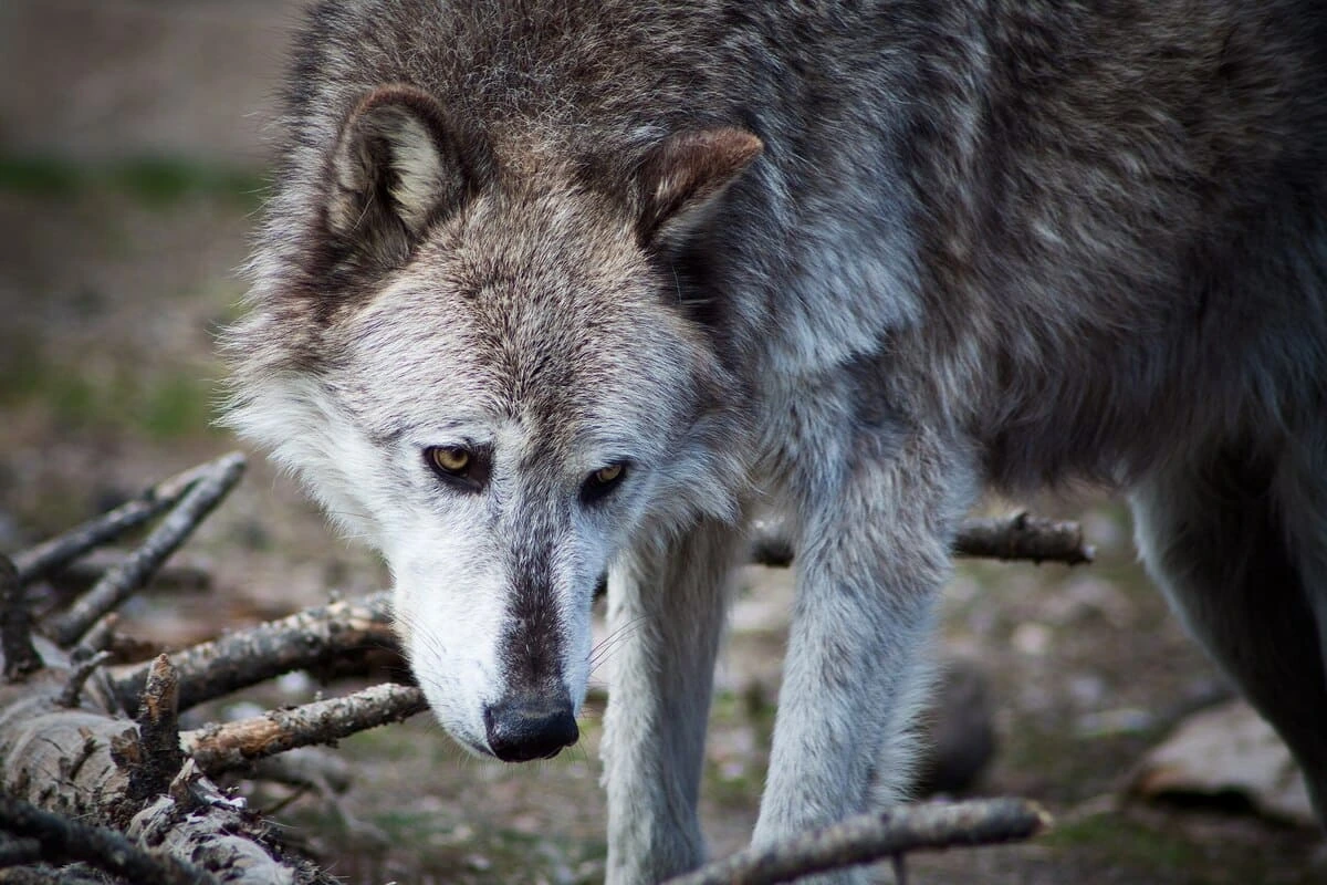 La reintroducción del lobo en Yellowstone no generó la gran recuperación ecológica que se creía, según científicos de Utah