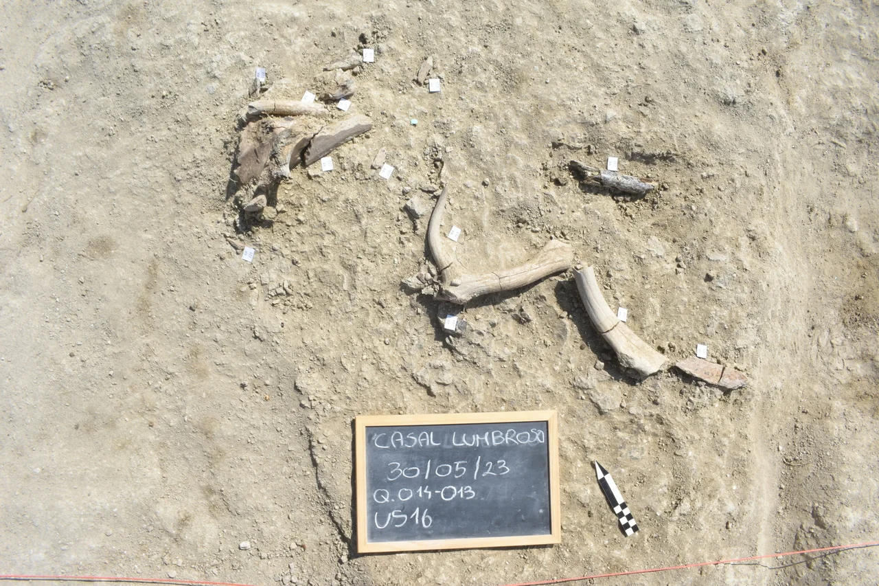 Los primeros humanos en Italia cazaban elefantes y fabricaban herramientas con sus huesos hace 400.000 años