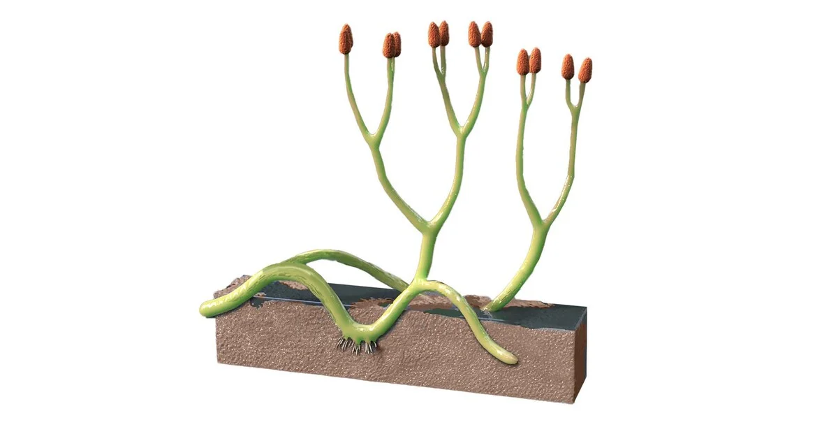 Hallan en Escocia un hongo de más de 400 millones de años conservado en una planta fósil