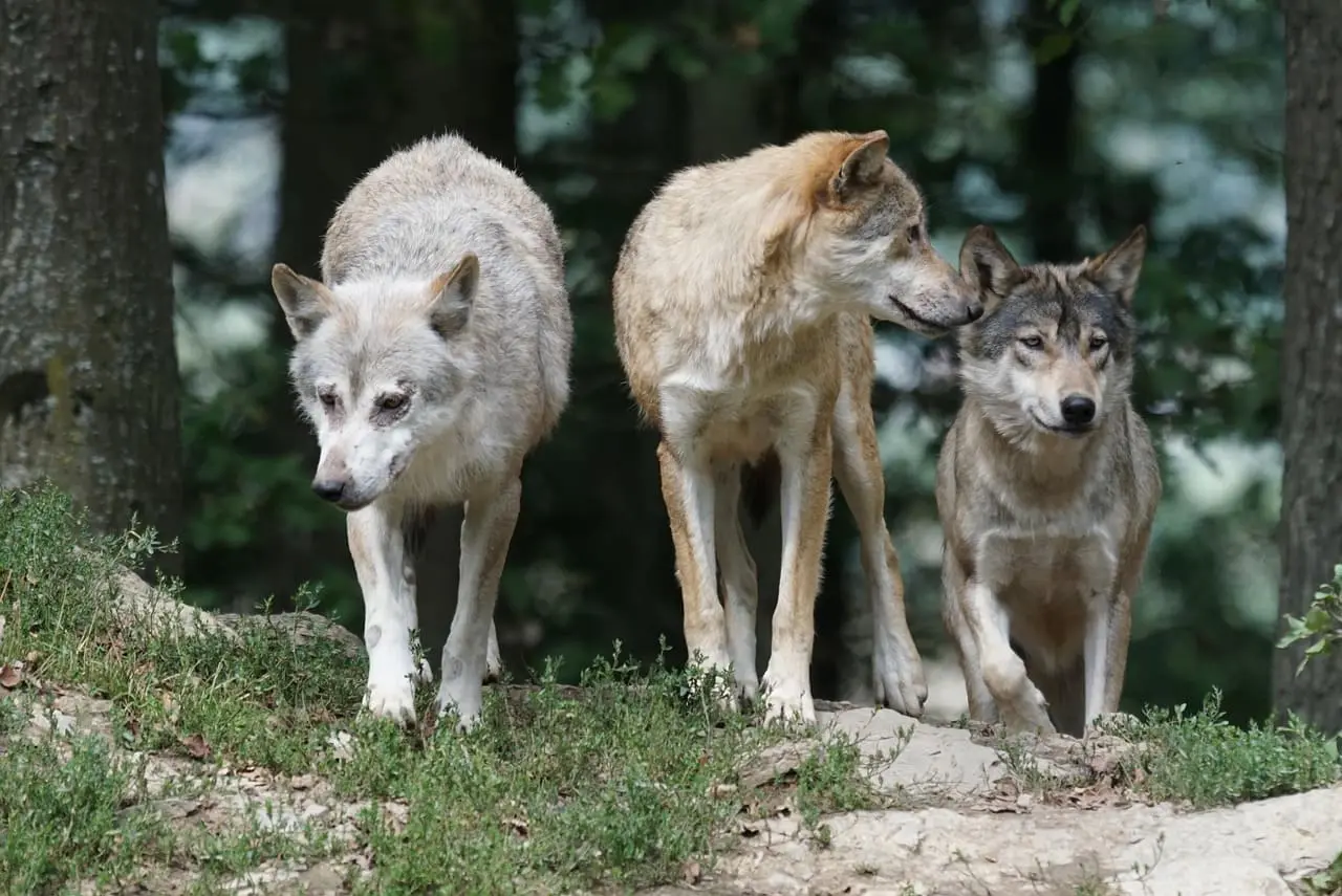 El retorno del lobo en Europa: éxito ecológico y desafío sociopolítico