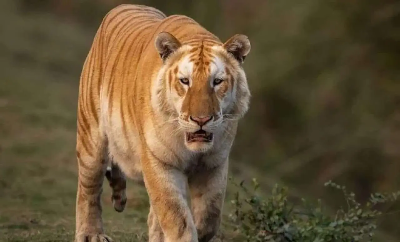 El avistamiento de un tigre dorado en Kaziranga preocupa a los conservacionistas