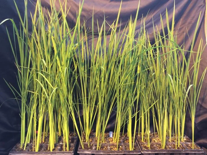Científicos desarrollan arroz enano para alimentar futuras bases en la Luna