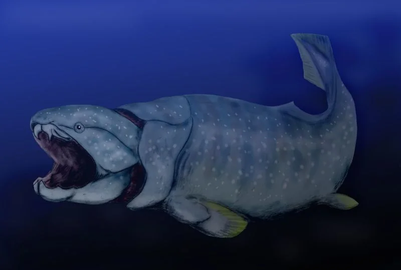 Cómo el oxígeno en aguas profundas abrió nuevos hábitats marinos y favoreció la evolución de vertebrados