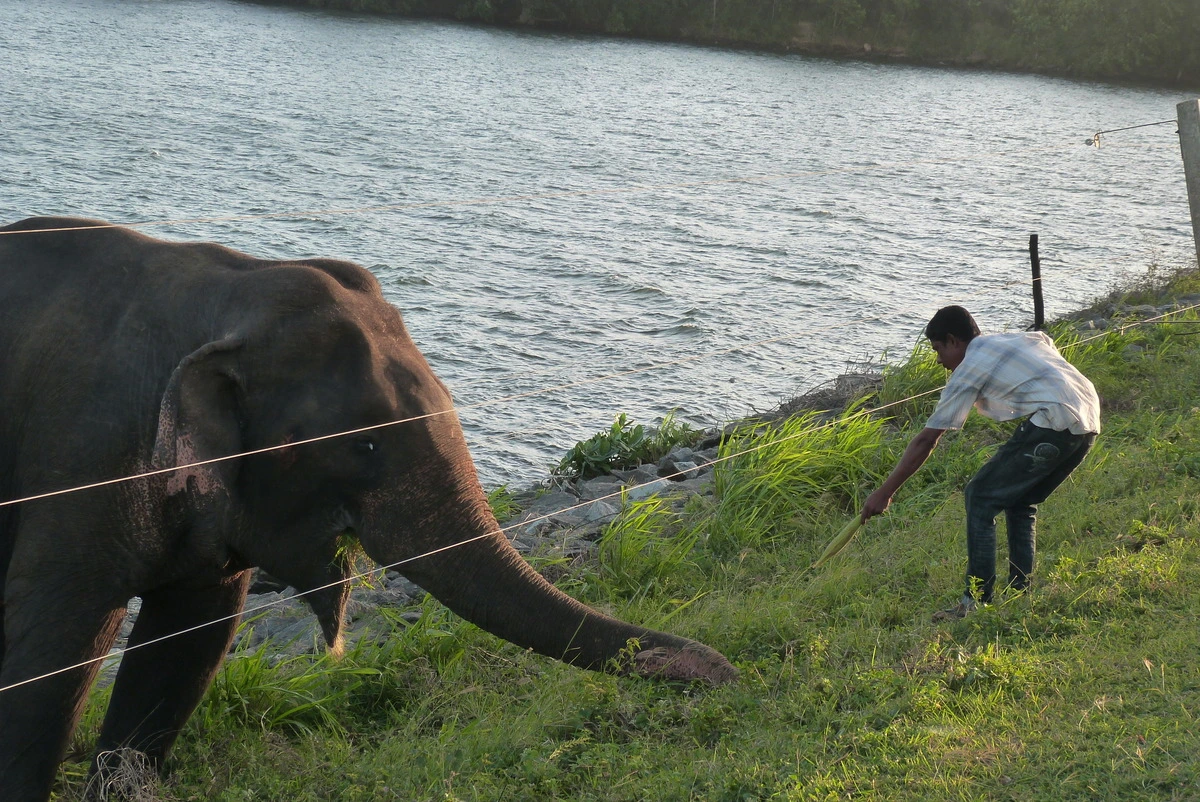 "No alimenten a los animales": estudio revela peligros mortales del turismo irresponsable