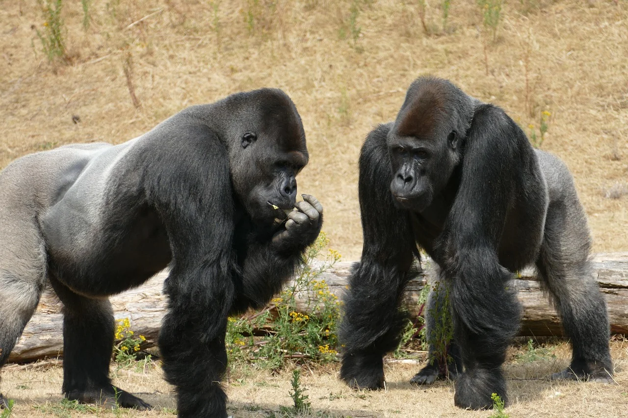Así evolucionó la dominancia entre machos y hembras en las sociedades de primates
