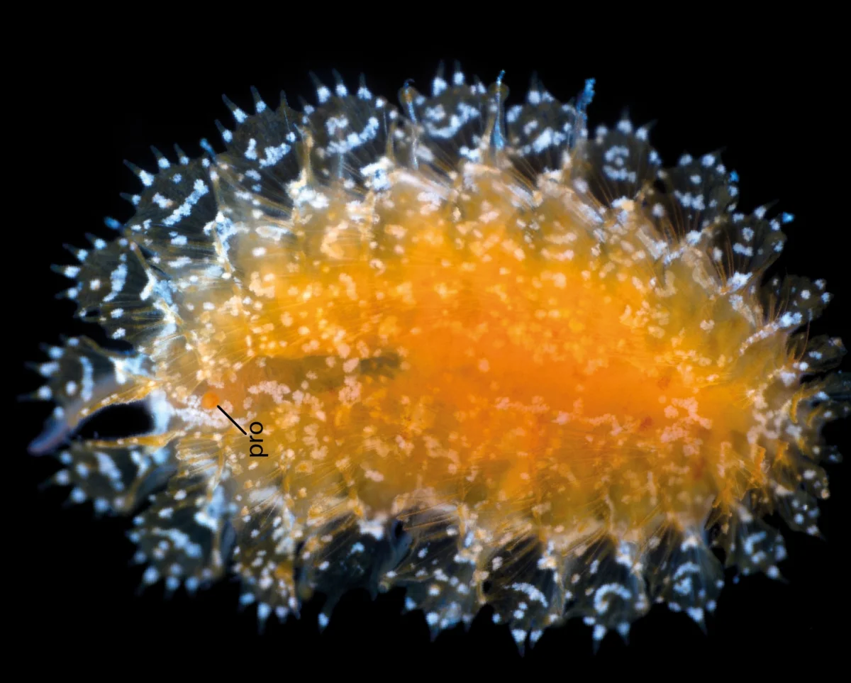 Descubren 14 nuevas especies marinas en las profundidades del océano
