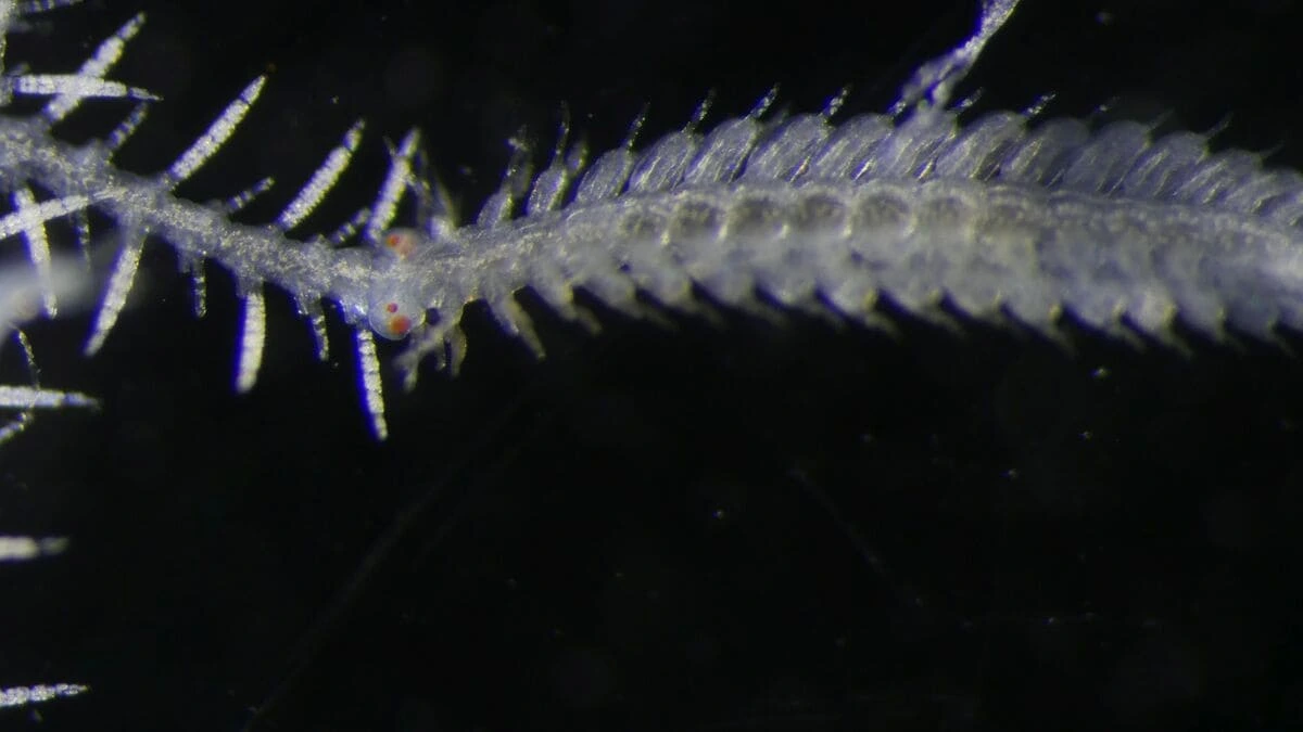 Descifran el control genético de la reproducción en el gusano ramificado Ramisyllis kingghidorahi