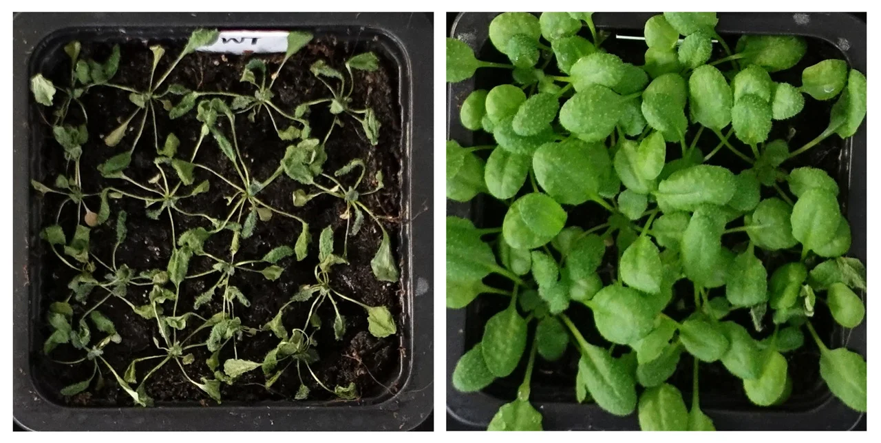 Científicos alemanes descubren cómo las plantas logran adaptarse a la falta de agua