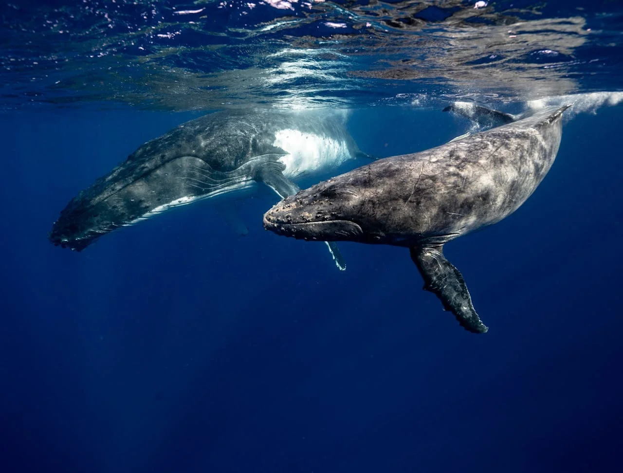 Las ballenas transportan toneladas de nutrientes a través de su orina